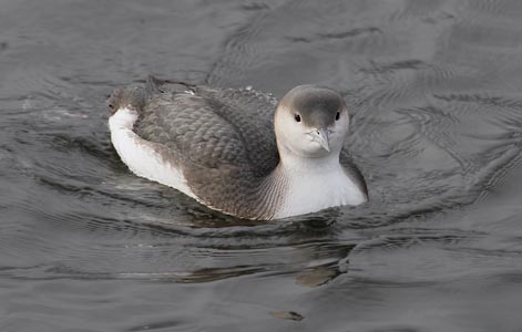 Arctic Loon (Gavia arctica) photo image