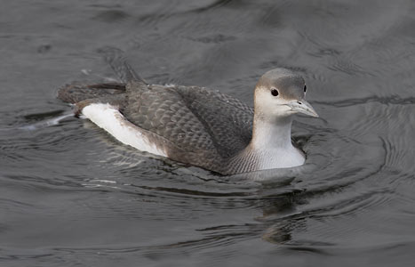 Arctic Loon (Gavia arctica) photo image