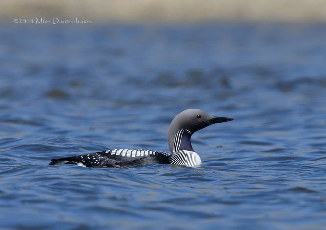 Arctic Loon (Gavia arctica) photo image