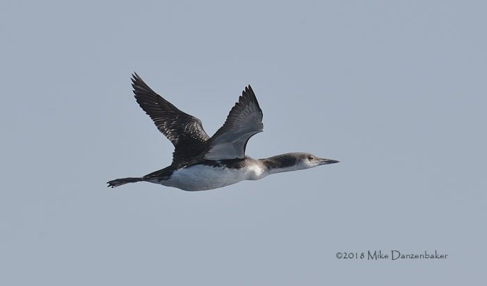 Arctic Loon (Gavia arctica) photo image