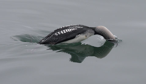 Pacific Loon (Gavia pacifica) photo image