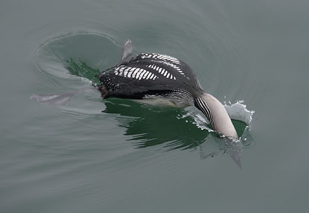 Pacific Loon (Gavia pacifica) photo image