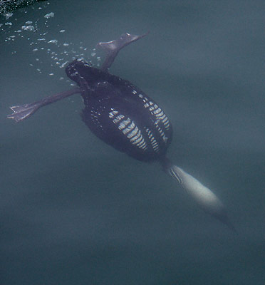 Pacific Loon (Gavia pacifica) photo image
