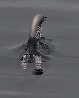 Pacific Loon (Gavia pacifica) photo image