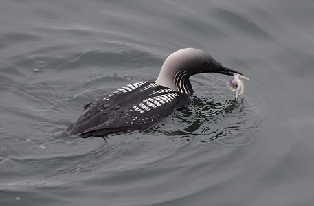 Pacific Loon (Gavia pacifica) photo image