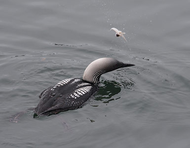 Pacific Loon (Gavia pacifica) photo image