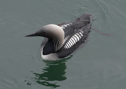 Pacific Loon (Gavia pacifica) photo image