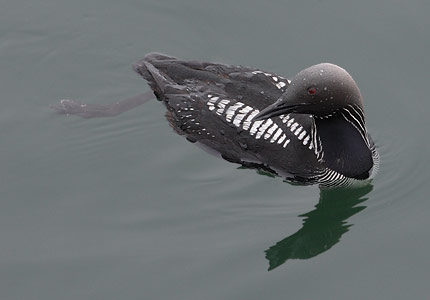 Pacific Loon (Gavia pacifica) photo image