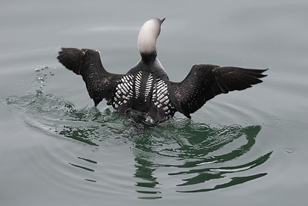 Pacific Loon (Gavia pacifica) photo image