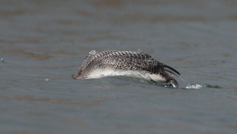 Pacific Loon (Gavia pacifica) photo