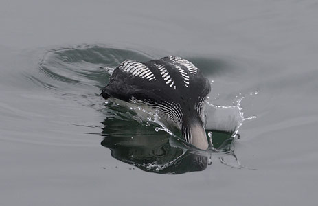 Pacific Loon (Gavia pacifica) photo image
