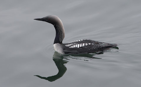 Pacific Loon (Gavia pacifica) photo image