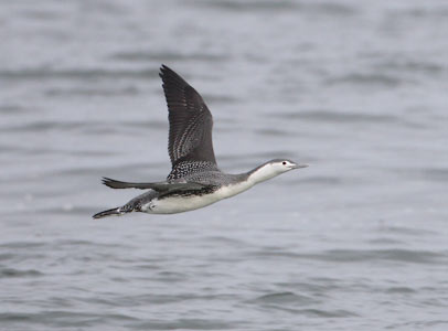 Red-throated Diver (Gavia stellata) photo image