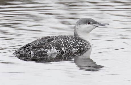 Red-throated Diver (Gavia stellata) photo image