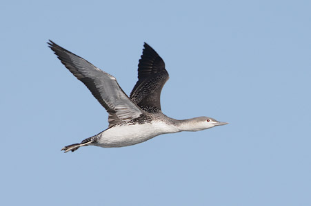 Red-throated Diver (Gavia stellata) photo image