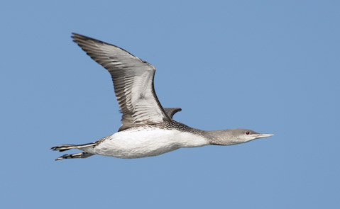 Red-throated Diver (Gavia stellata) photo image