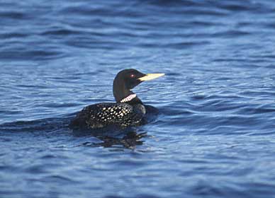Yellow-billed Loon (Gavia adamsii) photo image