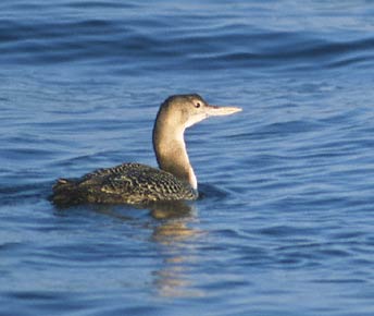 Yellow-billed Loon (Gavia adamsii) photo image