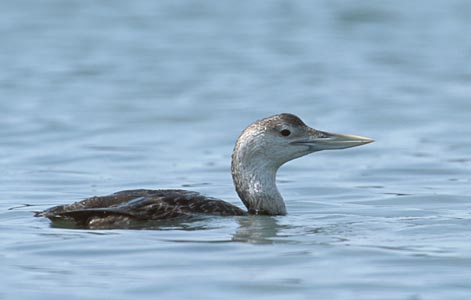 Yellow-billed Loon (Gavia adamsii) photo image