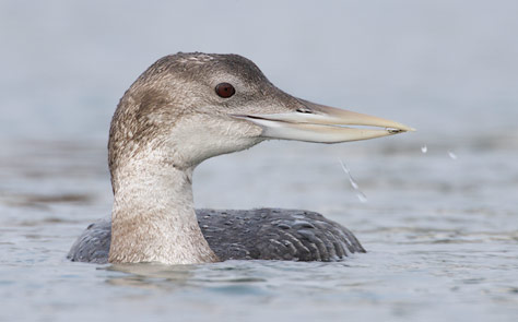 Yellow-billed Loon (Gavia adamsii) photo image