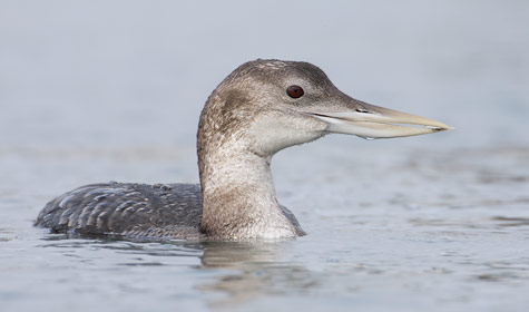 Yellow-billed Loon (Gavia adamsii) photo image