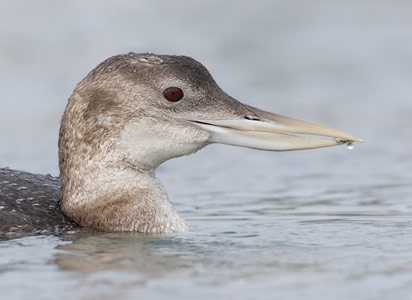 Yellow-billed Loon (Gavia adamsii) photo image