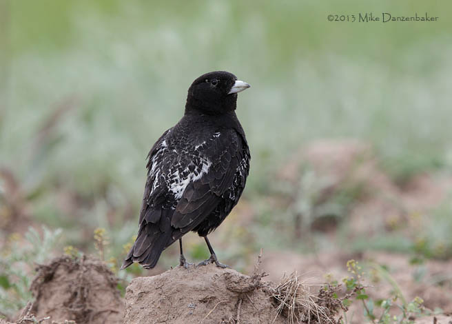 Black Lark (Melanocorypha yeltoniensis) photo image