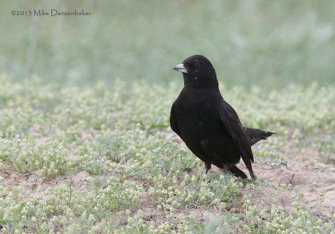 Black Lark (Melanocorypha yeltoniensis) photo image