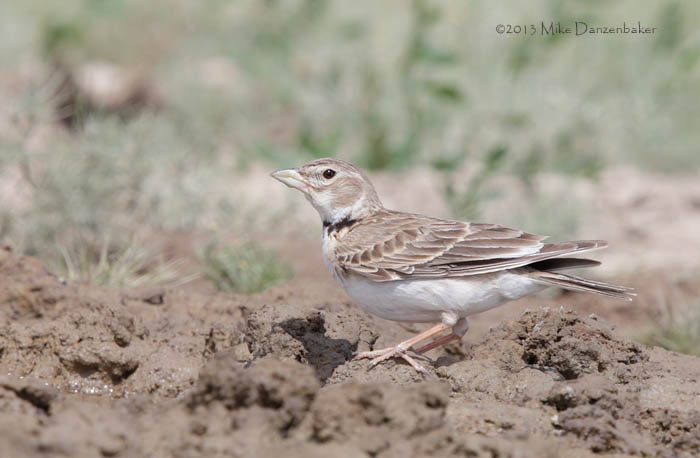 Calandra Lark (Melanocorypha calandra) photo