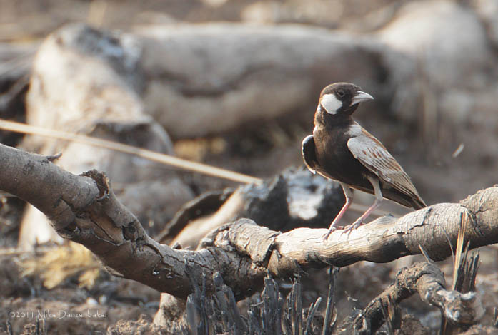 Chestnut-backed Sparrow-Lark (Eremopterix leucotis) photo