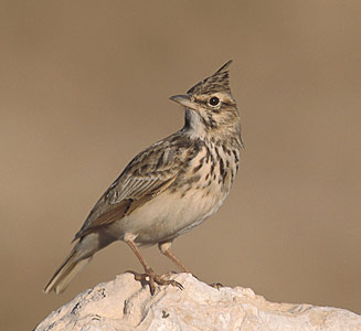 Crested Lark (Galerida cristata) photo image