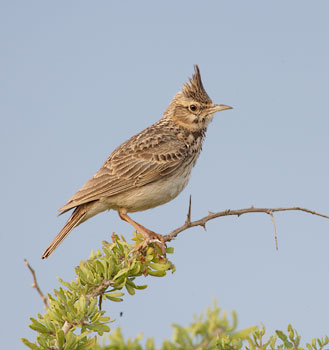 Crested Lark (Galerida cristata) photo image