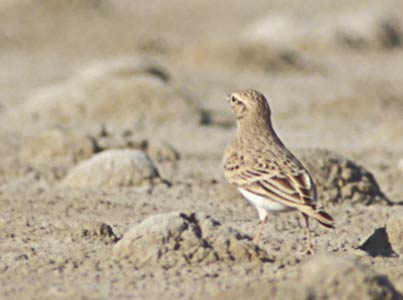 Greater Short-toed Lark (Calandrella brachydactyla) photo image