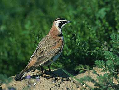 Horned Lark (Eremophila alpestris) photo image