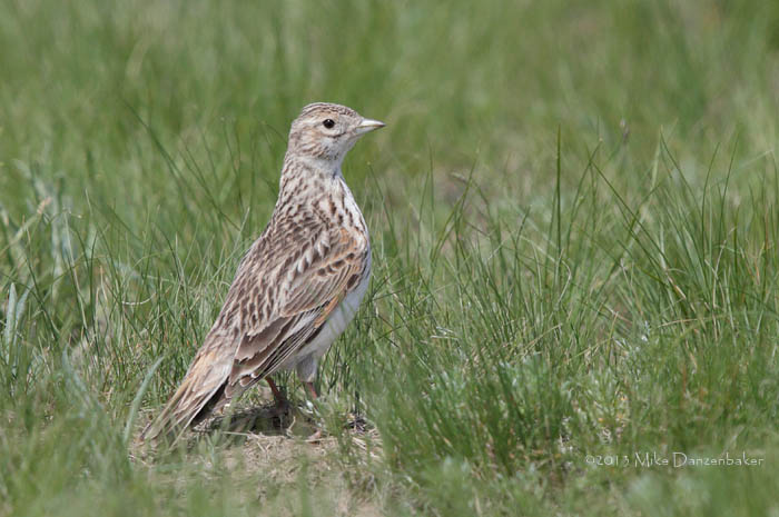White-winged Lark (Melanocorypha leucoptera) photo