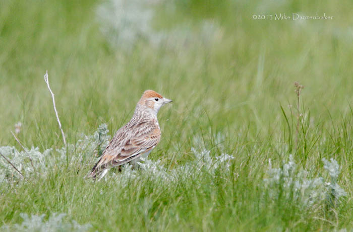 White-winged Lark (Melanocorypha leucoptera) photo