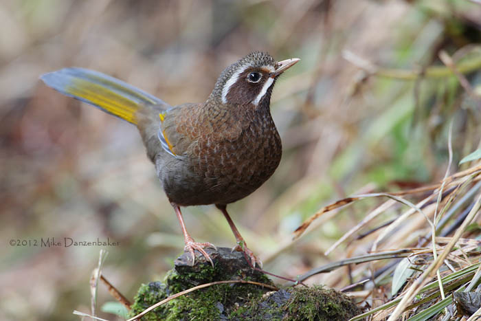 White-whiskered Laughingthrush (Trochalopteron morrisonianum) photo