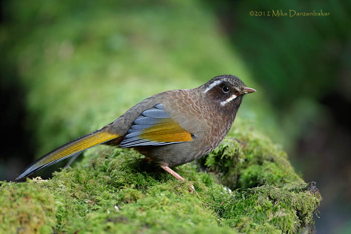 White-whiskered Laughingthrush (Trochalopteron morrisonianum) photo