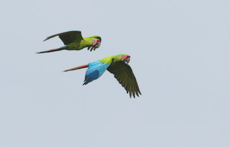 Great Green Macaw (Ara ambigua) photo