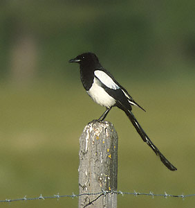 Black-billed Magpie (Pica hudsonia) photo image