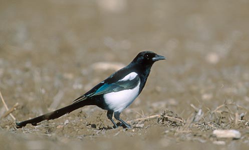 Eurasian Magpie (Pica pica) photo image