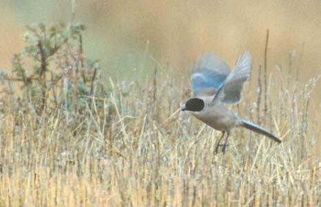 Iberian Magpie (Cyanopica cooki) photo image