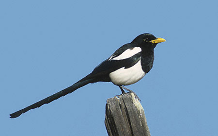 Yellow-billed Magpie (Pica nuttalli) photo image