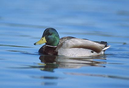 Mallard (Anas platyrhynchos) photo image
