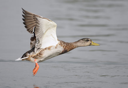 Mallard (Anas platyrhynchos) photo image