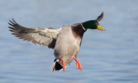 Mallard (Anas platyrhynchos) photo image