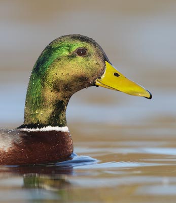Mallard (Anas platyrhynchos) photo image