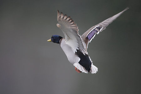 Mallard (Anas platyrhynchos) photo image