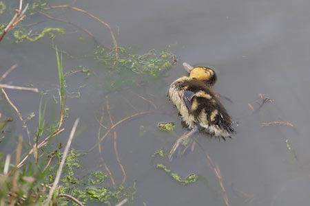 Mallard (Anas platyrhynchos) photo image