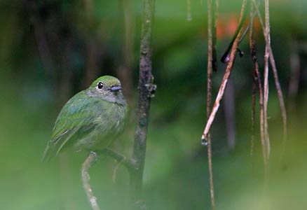 Blue-crowned Manakin (Lepidothrix coronata) photo image